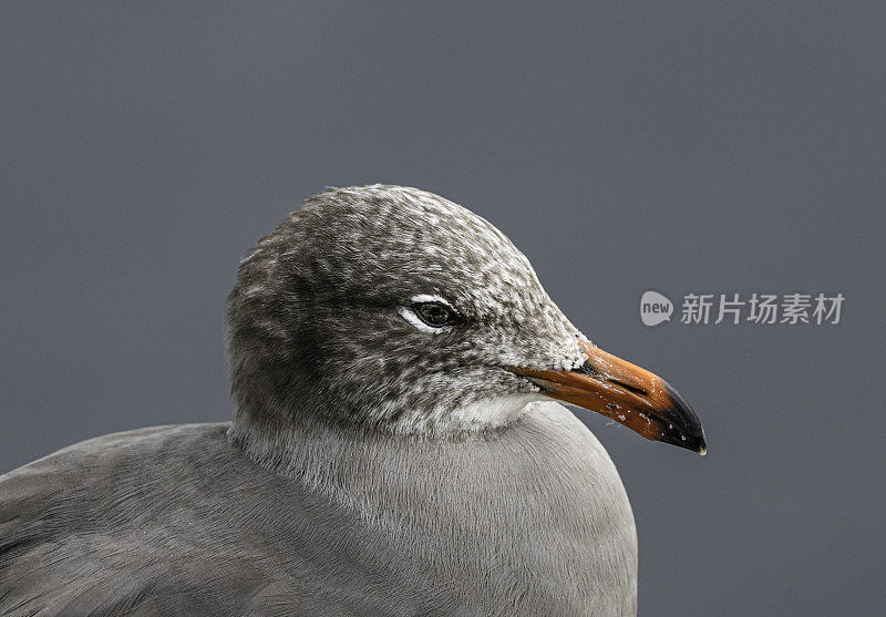 赫尔曼鸥(Larus heermanni)是一种居住在美国的海鸥。Point Lobos州立公园，加利福尼亚州。